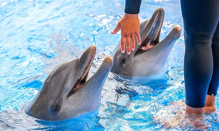 Unos-delfines-en-el-agua-con-su-cuidador-iStock.jpg