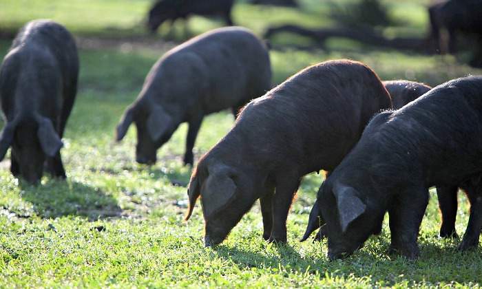 cerdos-ibericos-bellotas-campo-770.jpg
