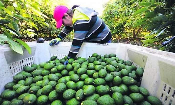 Palta
