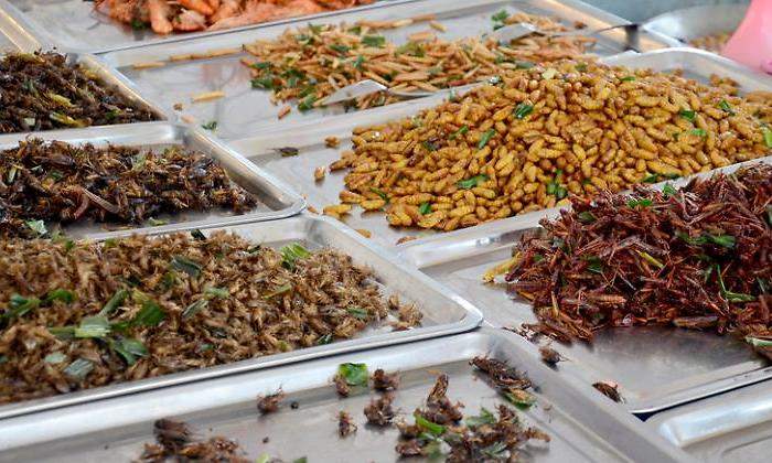 insectos-comida-bandejas-770-dreamstime.jpg