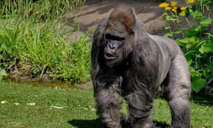 fritz-gorila.-mas-viejo-europa-zoo-munich-muerte-epress.jpg