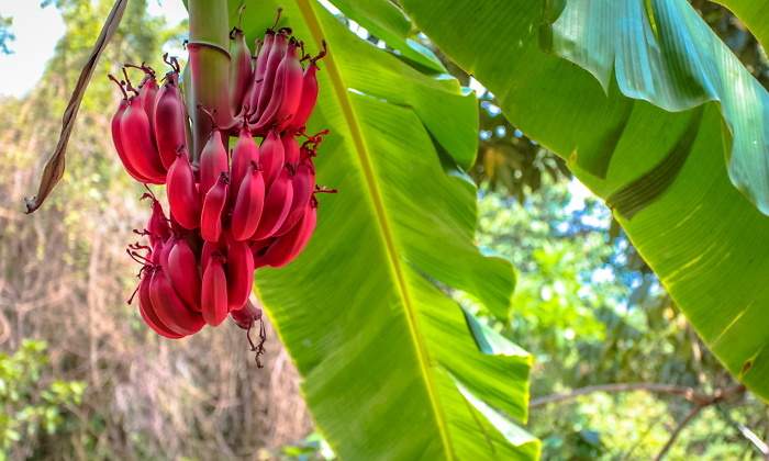 platano-banana-rojo-1.jpg