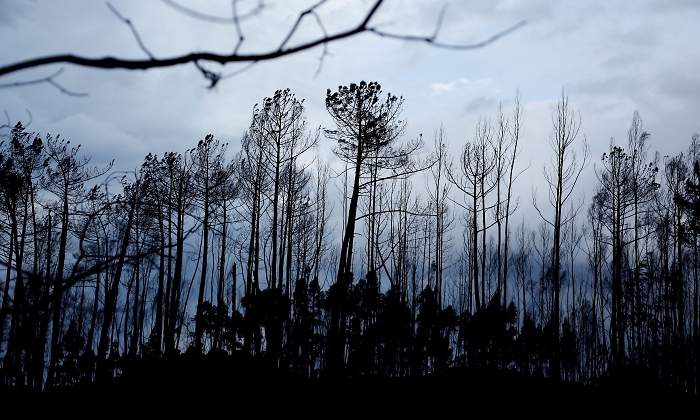 portugal-incendio-bosque-quemado-reuters.jpg