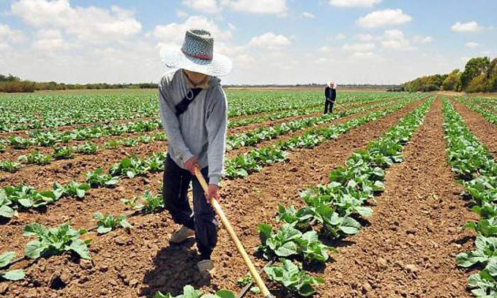 agricultura