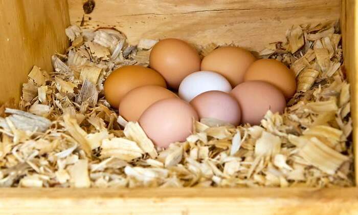Huevos