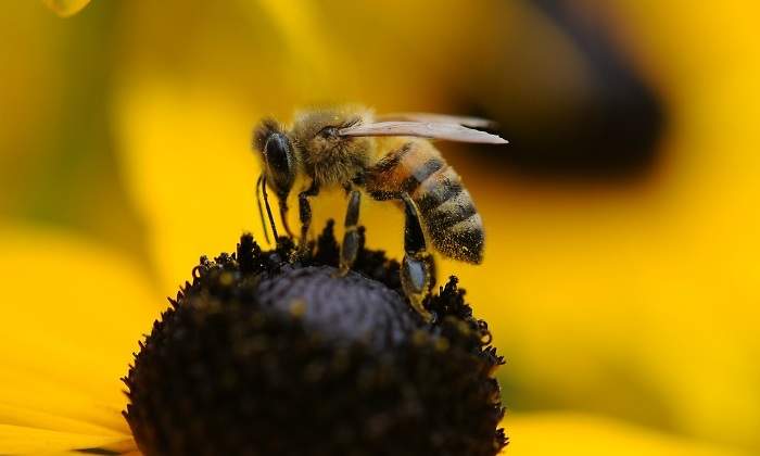 abeja-pixabay.jpg