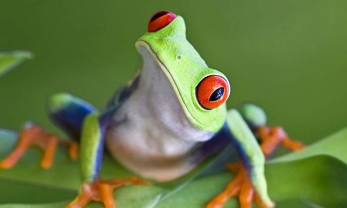 Una-rana-verde-de-ojos-rojos-en-planta-iStock.jpg