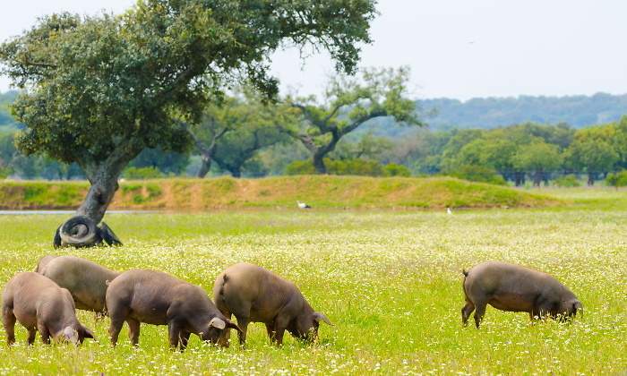 cerdo-iberico-dreamstime.jpg