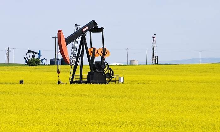 colza-petroleo-eeuu.jpg