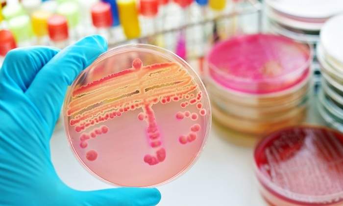 bacterias-dreamstime.jpg