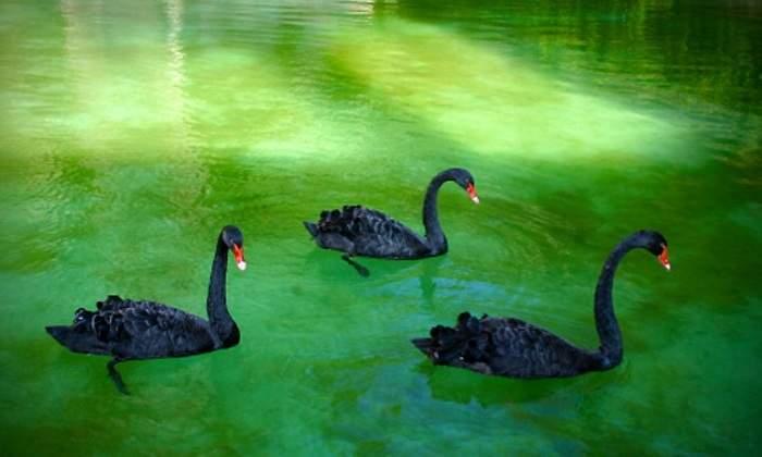 cisne-negro.jpg
