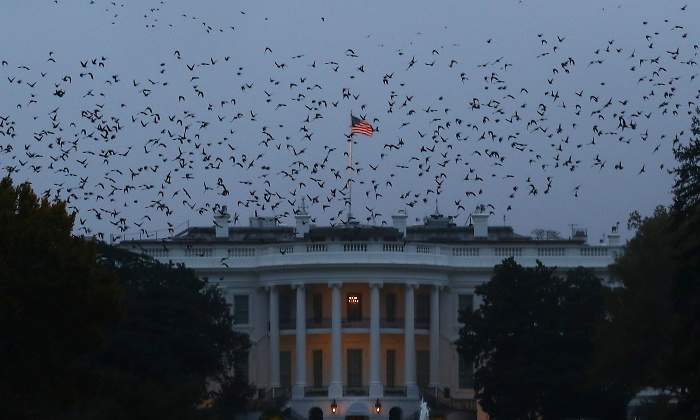 casa-blanca-pajaros-reuters.jpg