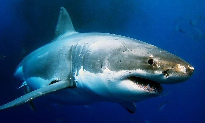 Tiburon-nadando-en-el-agua-iStock.jpg