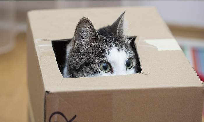 Un-gato-aparece-dentro-de-una-caja-iStock.jpg