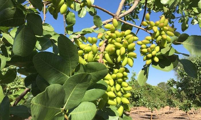 Pistachos-1.jpg
