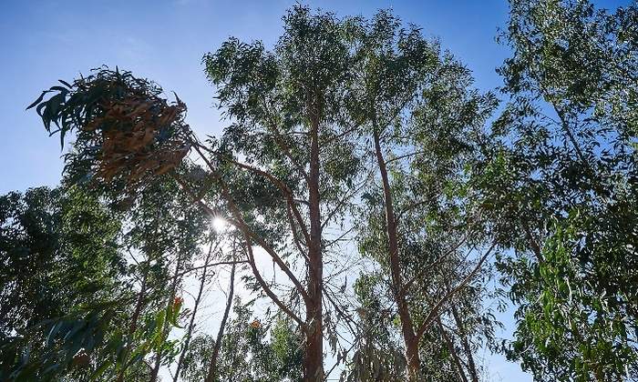 ENCE-FORESTALES-770x420.jpg