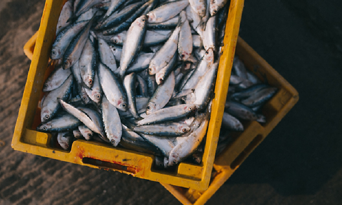 peces-caja-archivo.png