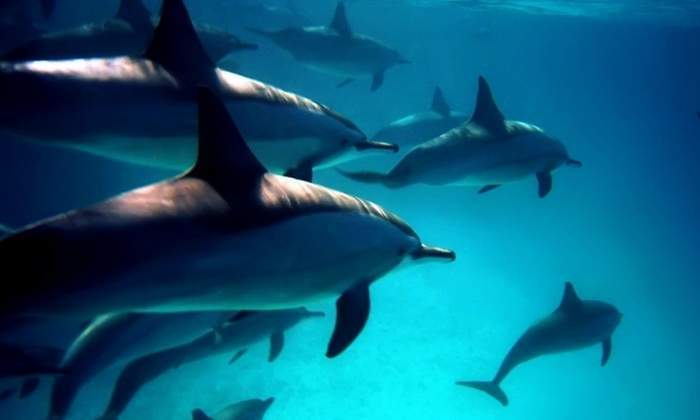 delfines-dreams.jpg