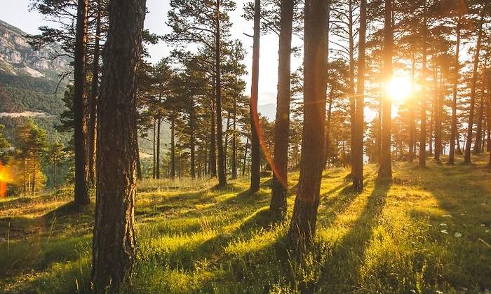 bosque_repsol.jpg