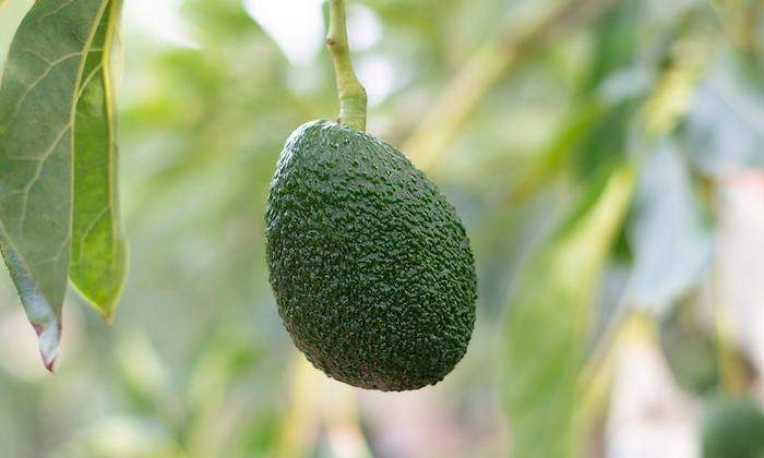 palta.jpg