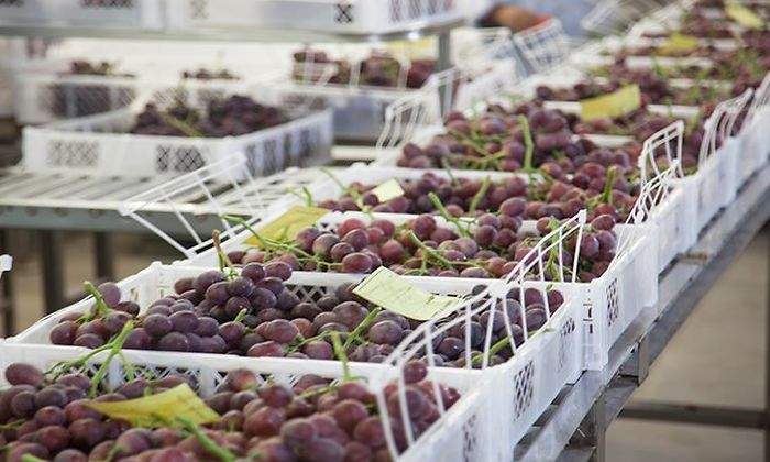 uvas-en-cajas.jpg