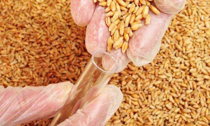 arroz-y-trigo.jpg
