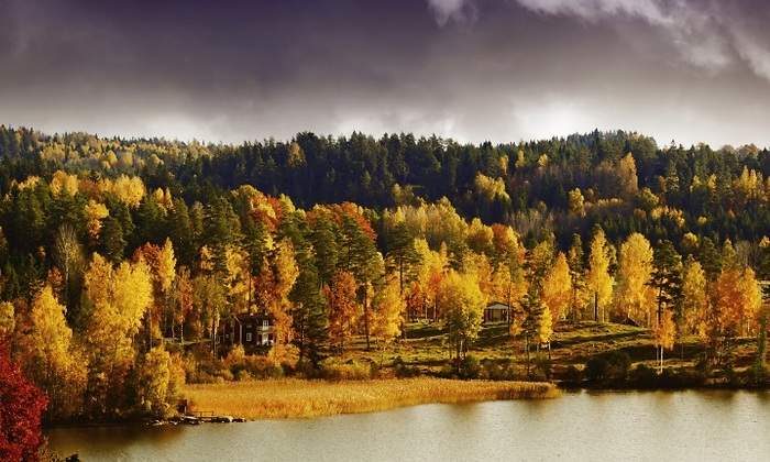 bosques-suecia.jpg