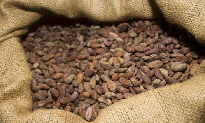 cacao.jpg
