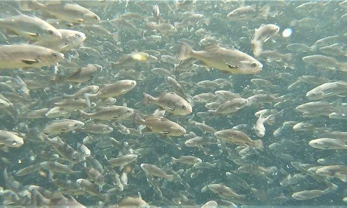 corvina.jpg