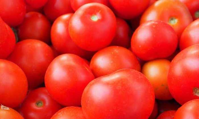 Tomates-vacuna-comestible.jpg