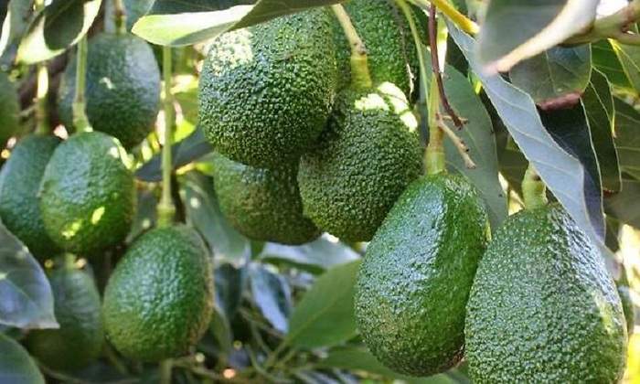 palta-peruana.jpg