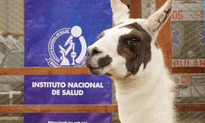 llama-tito.jpg