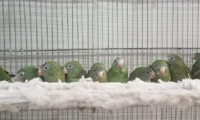 loro-fauna-silvestre.jpg
