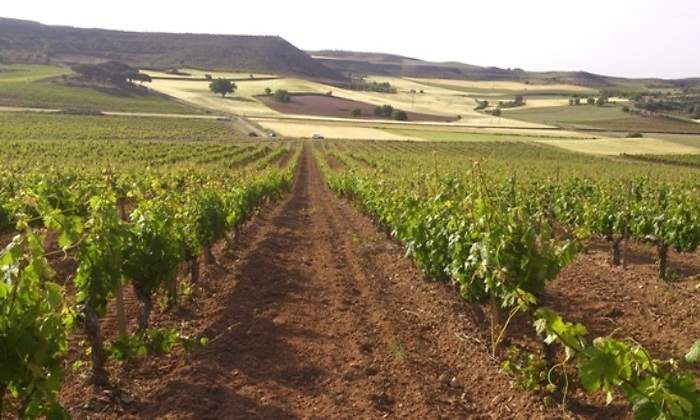 VinedosBodegasTorres.jpg