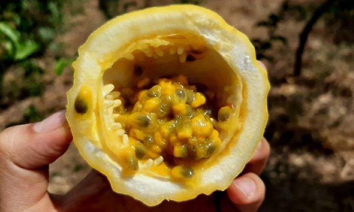 Maracuya
