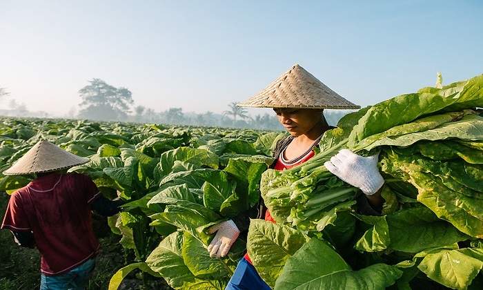 tabaco-british-american-agricultor.jpg