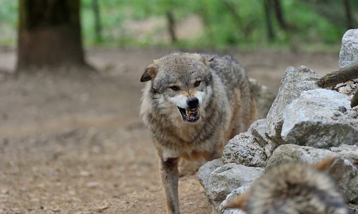 lobo.jpg