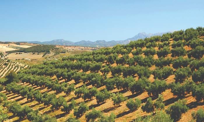 campo-olivos.jpg