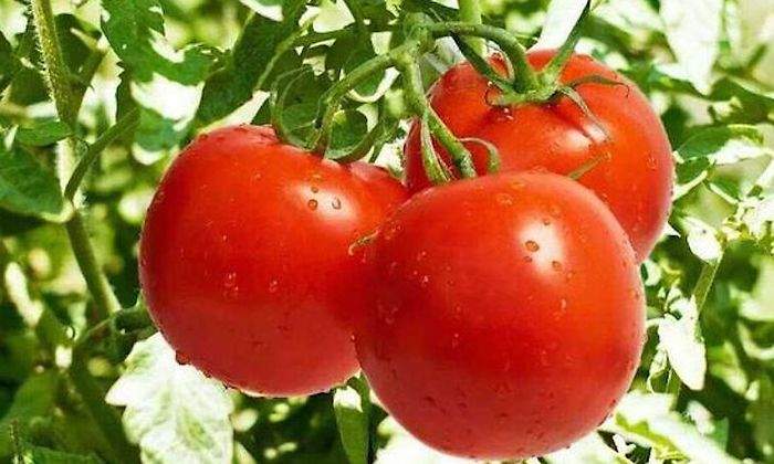 tomate.jpg