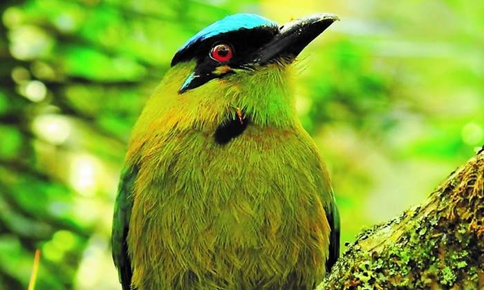 pajaro-colombia