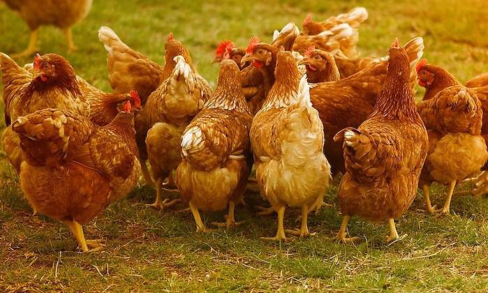 gallinas.jpg