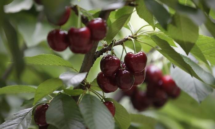 cerezas2.jpg