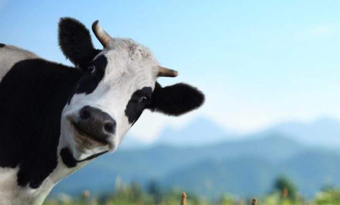 vaca-frisona-paso-vaca-coruna.jpg