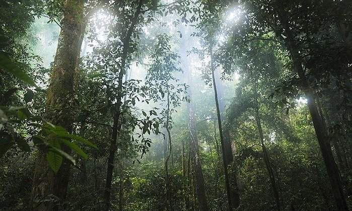 bosque.jpg
