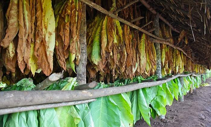 secado-tabaco-british-american-tobacco.jpg