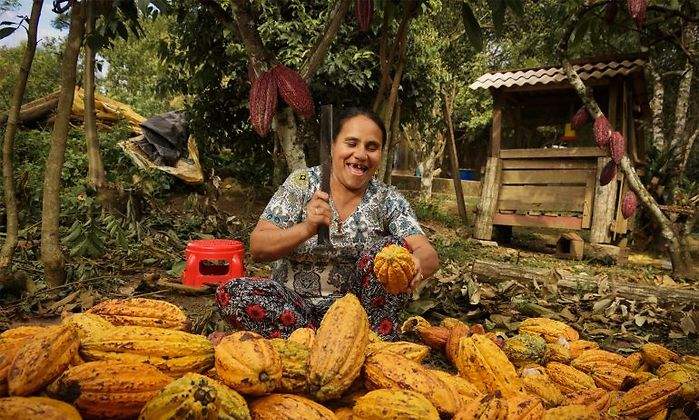 cacao