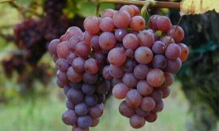 uvas