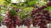 Exportación de uvas de mesa crecerá 16% en campaña 2020-2021