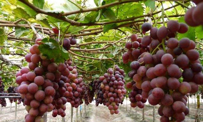 Uvas Red Golbe