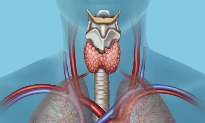 traquea-respiracion-dreams.jpg